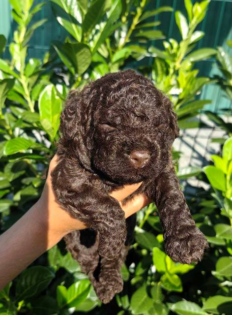 Lagotto Romagnolo puppies