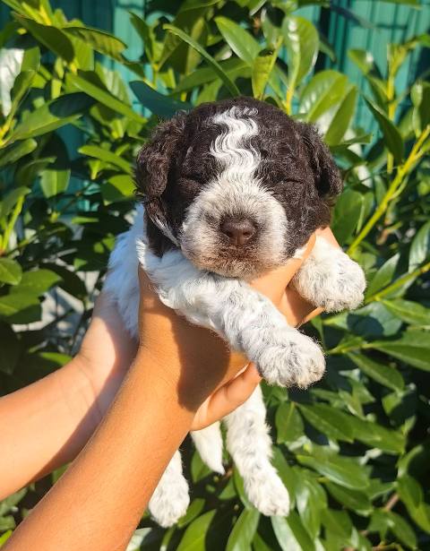 Lagotto Romagnolo puppies