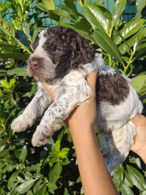 Lagotto Romagnolo puppies