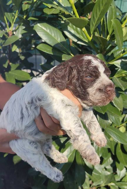 Lagotto Romagnolo puppies