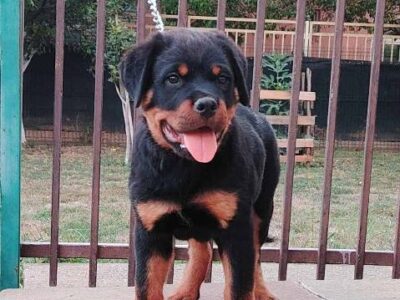Rottweiler, top puppies