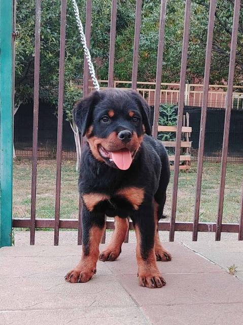 Rottweiler, top puppies