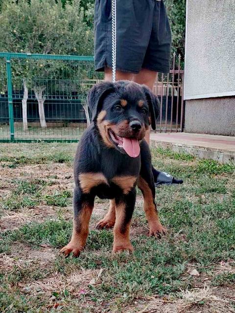 Rottweiler, top puppies