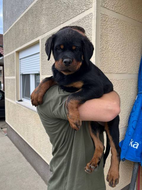 Rottweiler, top puppies