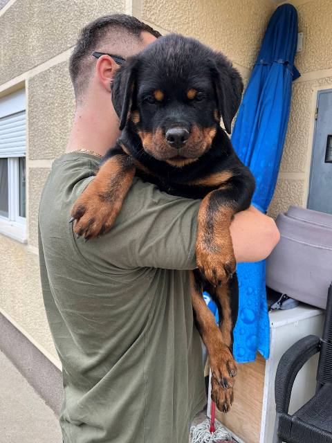 Rottweiler, top puppies