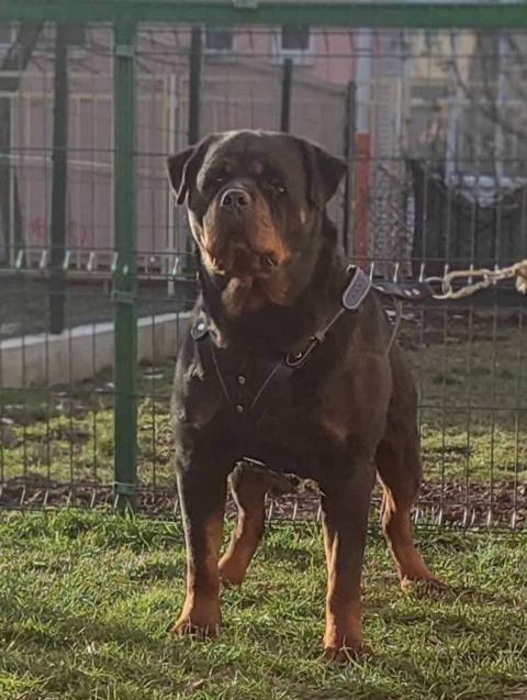 Rottweiler, top puppies
