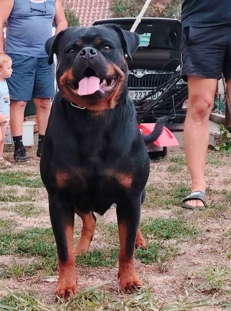 Rottweiler, top puppies