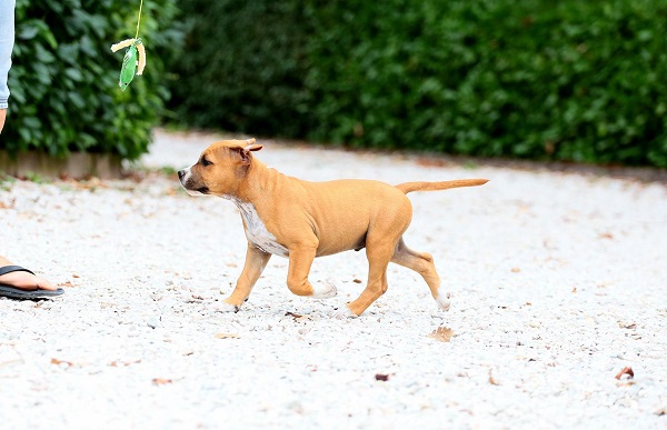 American staffordshire terriers
