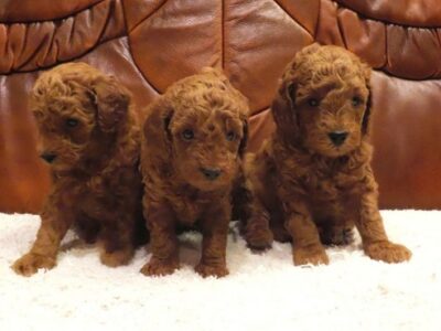 Red poodles