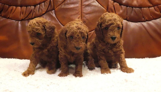 Red poodles