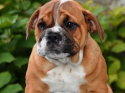 English Bulldog