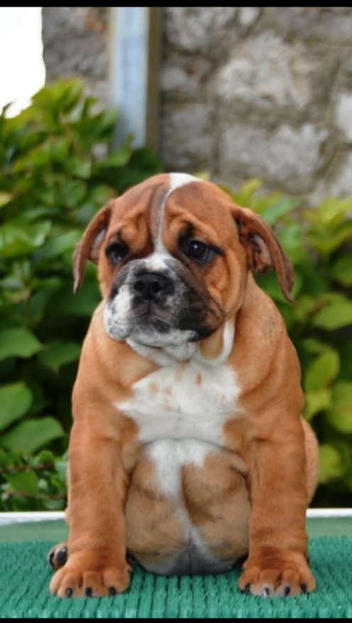 English Bulldog