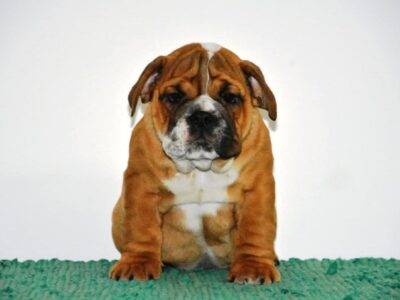 English Bulldog