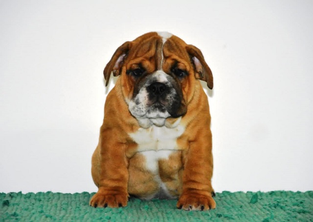 English Bulldog