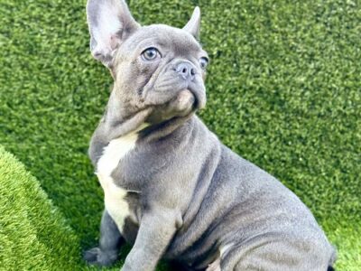 French Bulldog