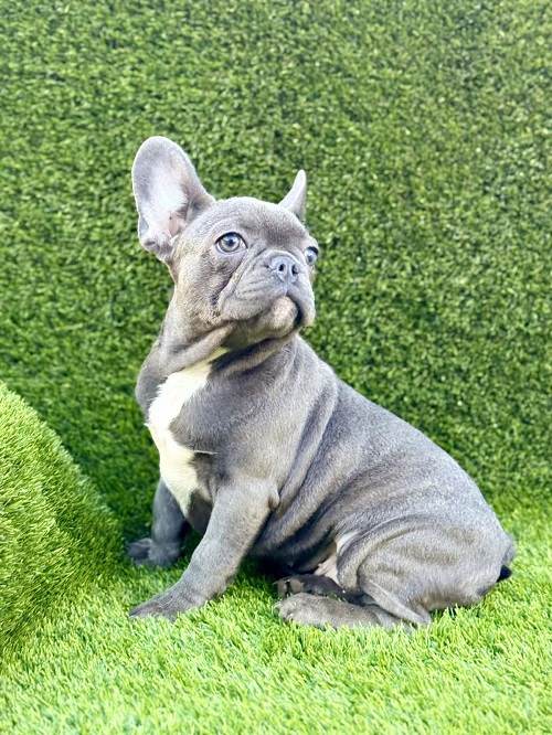 French Bulldog