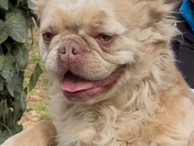 French Bulldog, female in heat