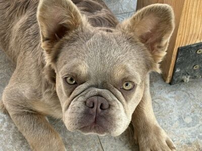 French Bulldog female