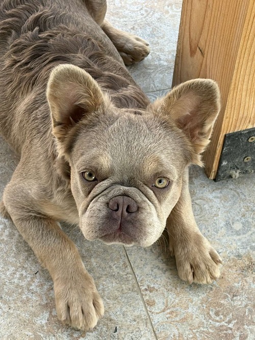 French Bulldog female
