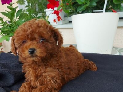 Toy teacup red poodle
