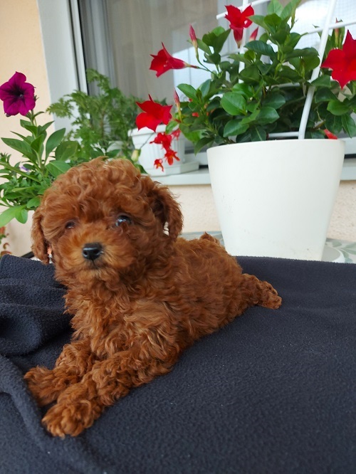 Toy teacup red poodle