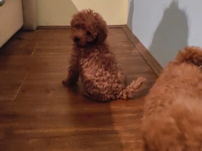 Red toy poodle