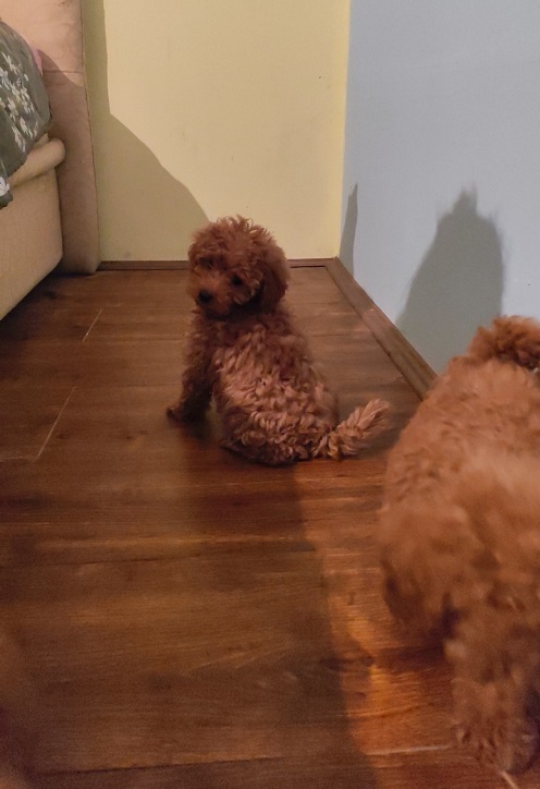 Red toy poodle