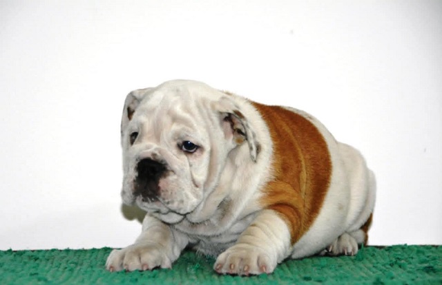 English Bulldog