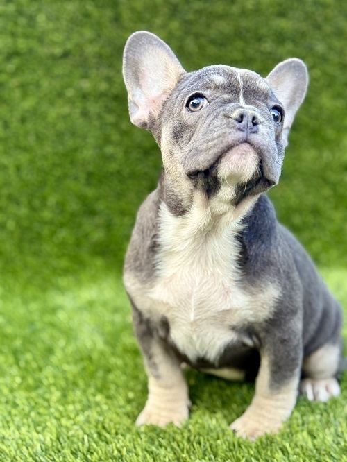 French Bulldog