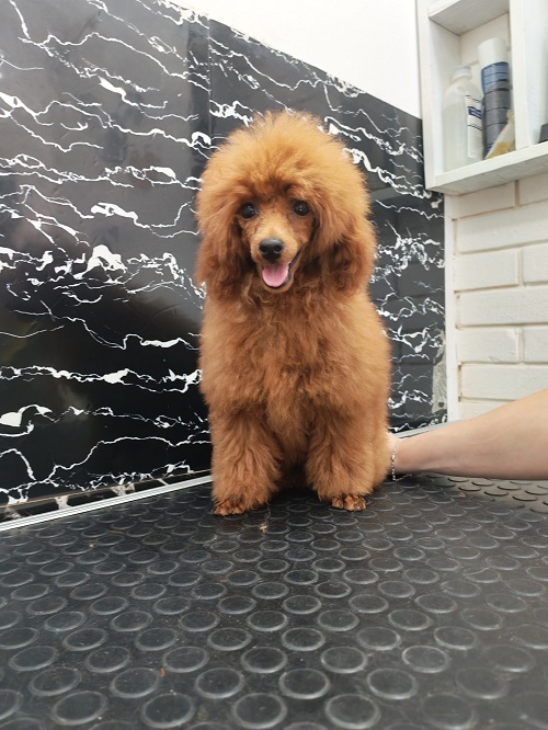 Red toy poodle