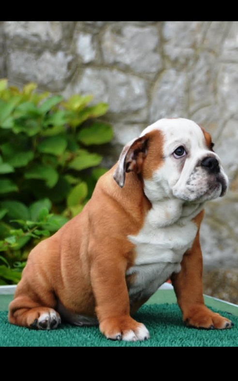 English Bulldog