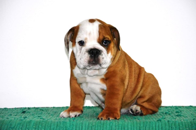 English Bulldog