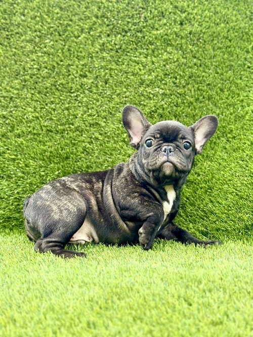 French Bulldog
