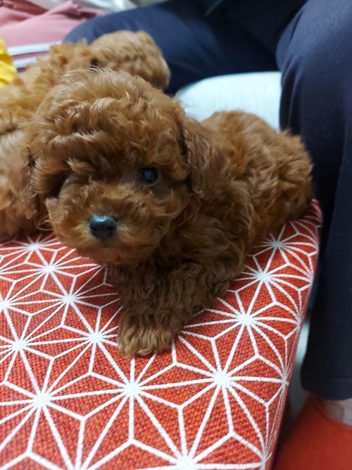Toy teacup red poodle