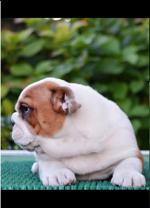 English Bulldog