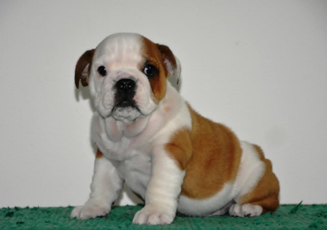 English Bulldog