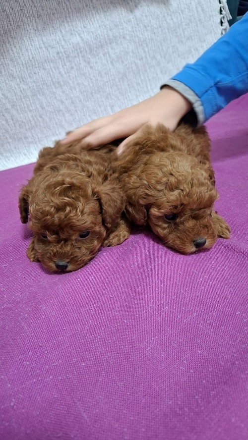 Toy teacup red poodle