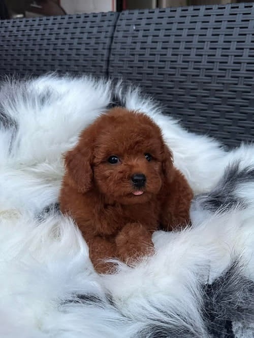 Red toy poodle