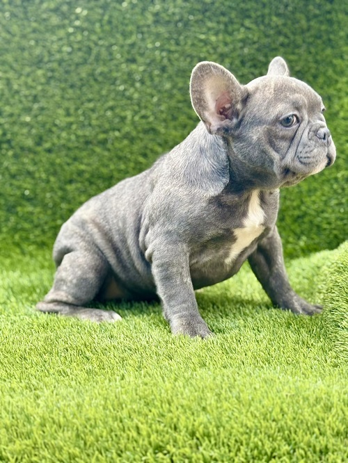 French Bulldog