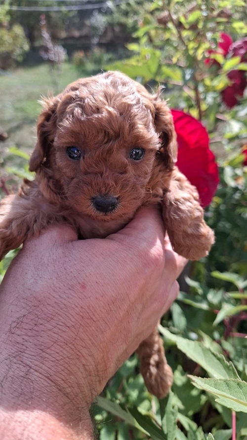 Toy teacup red poodle