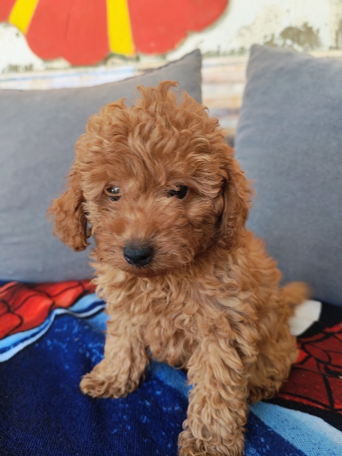 Red toy poodle