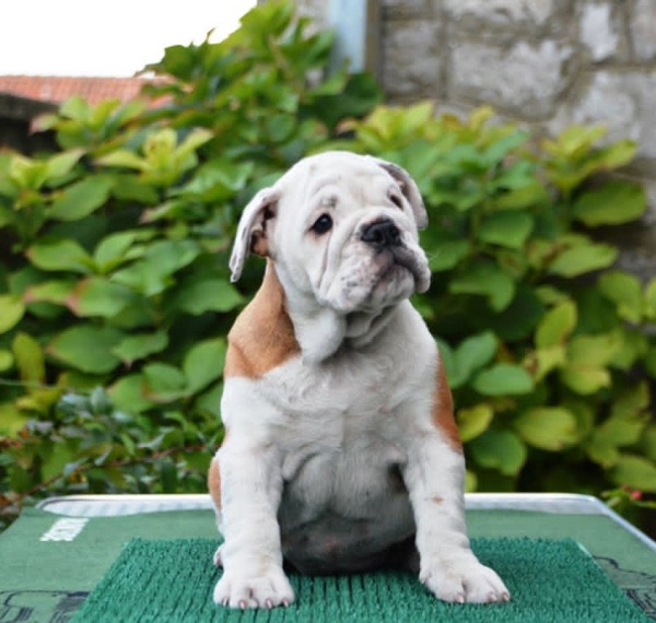 English Bulldog