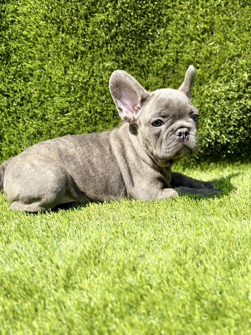 French Bulldog