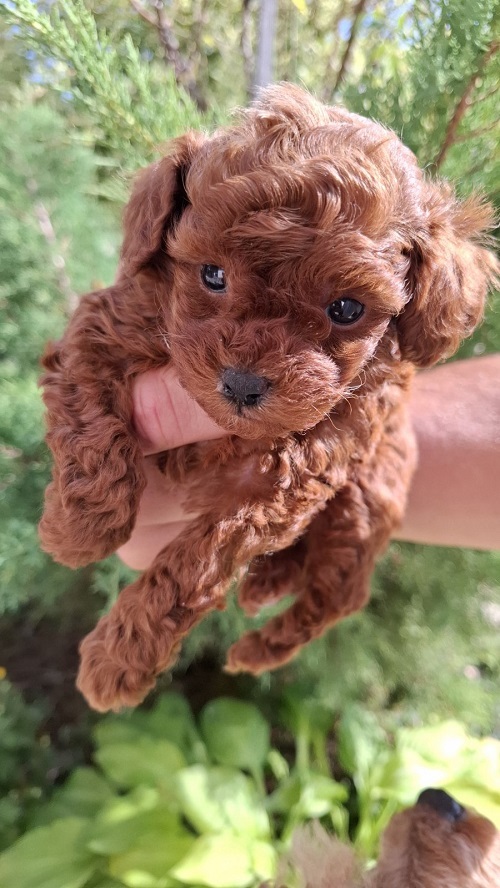 Toy teacup red poodle