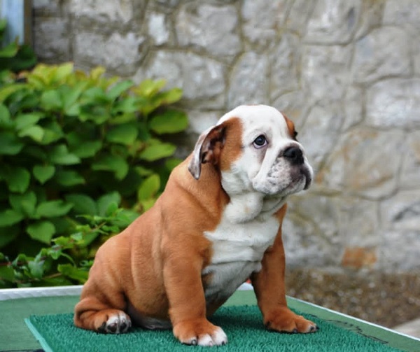 English Bulldog
