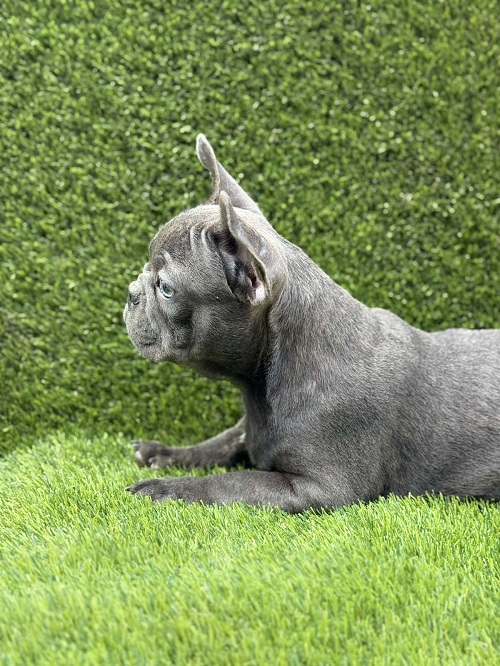 French Bulldog