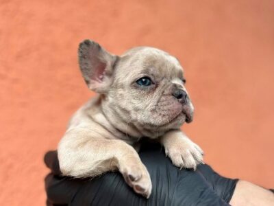 Exotic French Bulldog Balkan – TOP quality puppies