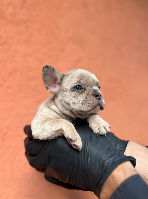 Exotic French Bulldog Balkan – TOP quality puppies