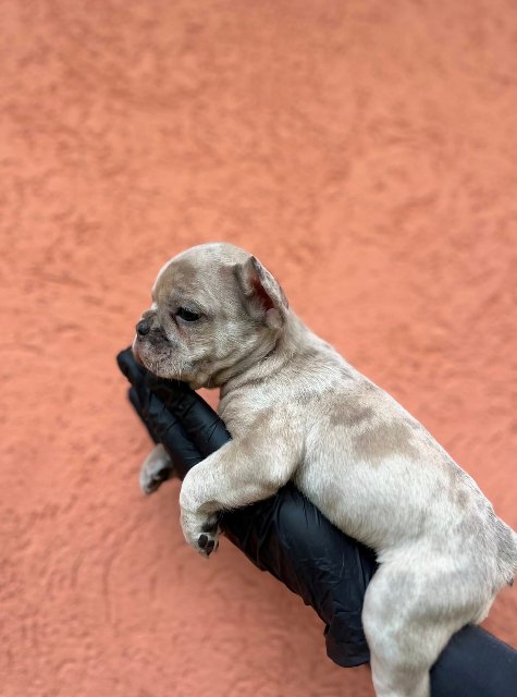 Exotic French Bulldog Balkan – TOP quality puppies