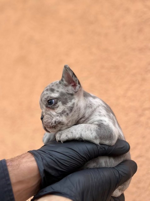 Exotic French Bulldog Balkan – TOP quality puppies